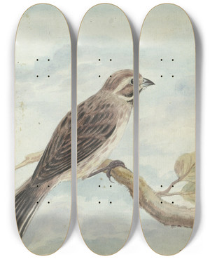 Triptych art skateboard deck of Jan Brandes Hollandse Vogel by Jan Brandes (1743-1808)