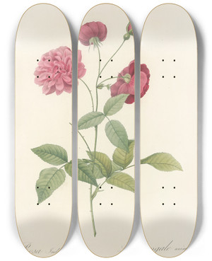 Triptych art skateboard deck of Pierre Joseph Redout Rosa Indica Dichotoma by Pierre Joseph Redoute (1759-1840)