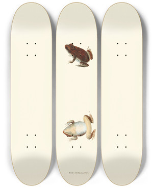 Triptych art skateboard deck of John Edwards Holbrook Bufo Erythronotus by John Edwards Holbrook (1796-1871)