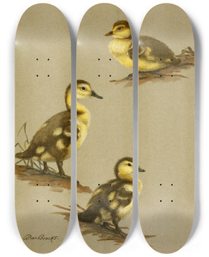 Triptych art skateboard deck of Allan Brooks Downy Young Of Redhead Canvasback Ringnecked Duck by Allan Brooks (1869-1946)