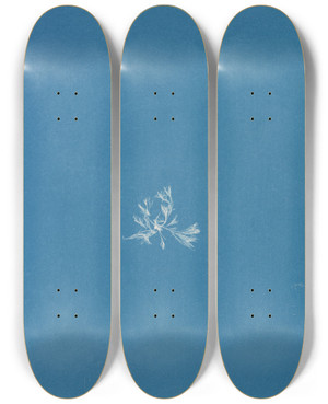 Triptych art skateboard deck of Anna Atkins Schizonema Wyattiae by Anna Atkins (1799-1871)