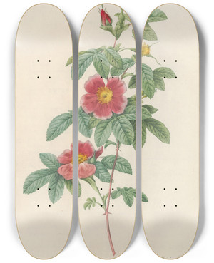 Triptych art skateboard deck of Pierre Joseph Redout Rosa Cinnamomea Flore Simplici by Pierre Joseph Redoute (1759-1840)