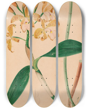 Triptych art skateboard deck of Joo Barbosa Rodrigues Iconographie Des Orchidees Du Bresil Pl46 by Joao Barbosa Rodrigues (1842-1909)