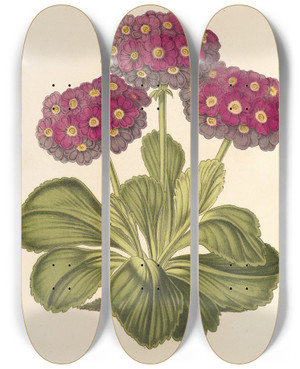Triptych art skateboard deck of Charles Antoine Lemaire Primula Intermedia Hybrida by Charles Antoine Lemaire (1800-1871)
