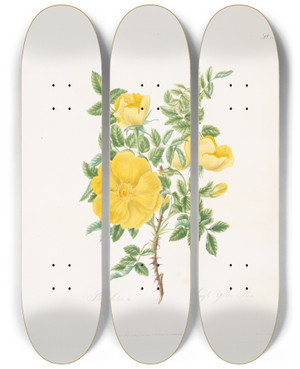 Triptych art skateboard deck of Mary Lawrance Rosa Lutea by Mary Lawrance (1776-1831)