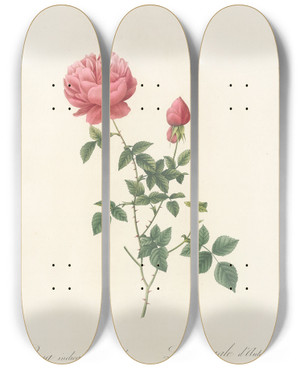 Triptych art skateboard deck of Pierre Joseph Redout Rosa Indica Automnalis by Pierre Joseph Redoute (1759-1840)