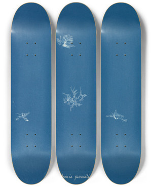 Triptych art skateboard deck of Anna Atkins Polysiphonia Parasitica by Anna Atkins (1799-1871)