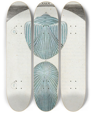 Triptych art skateboard deck of Martin Frobenius Ledermuller Amusement Microscopique Tant Pour Lesprit Que Pour Les Yeux Pl030 by Martin Frobenius Ledermu%Cc%88Ller (1719-1769)