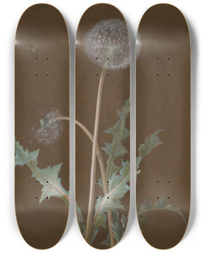 Triptych art skateboard deck of Barbara Regina Dietzsch Dandelion by Barbara Regina Dietzsch (1706-1783)