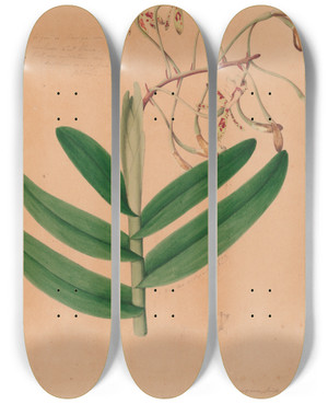 Triptych art skateboard deck of Joo Barbosa Rodrigues Iconographie Des Orchidees Du Bresil Pl21 by Joao Barbosa Rodrigues (1842-1909)