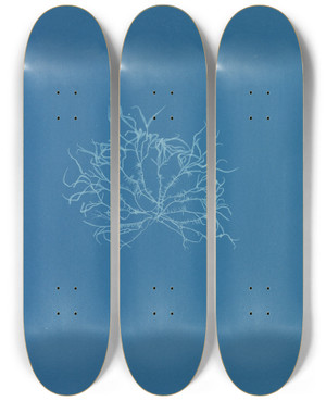 Triptych art skateboard deck of Anna Atkins Grateloupia Filicina_1 by Anna Atkins (1799-1871)