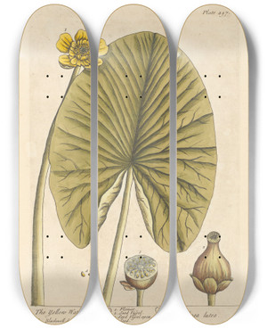 Triptych art skateboard deck of Elizabeth Blackwell The Yellow Water Lilly by Elizabeth Blackwell (1707-1758) Triptych art skateboard deck of Elizabeth Blackwell The Yellow Water Lilly by Elizabeth Blackwell (1707-1758)