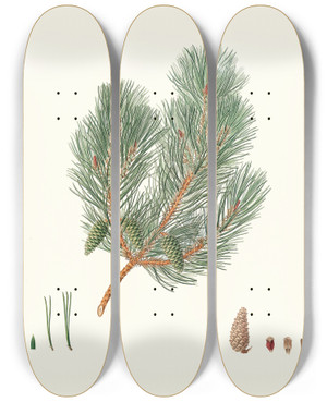 Triptych art skateboard deck of Aylmer Bourke Lambert Pinus Variablilis Variableleaved Bastard Pine by Aylmer Bourke Lambert (1761-1842)