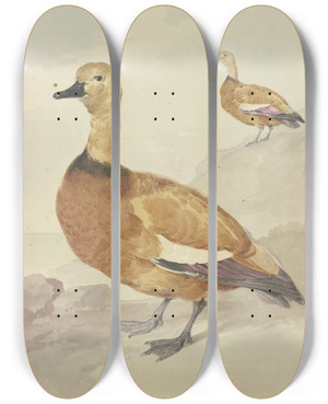 Triptych art skateboard deck of Aert Schouman Two Red Ducks by Aert Schouman (1710-1792)