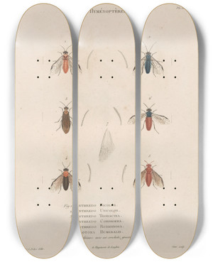 Triptych art skateboard deck of Jean Gabriel Pretre Insectes Recueillis En Afrique Et En Amrique Pl65 by Jean Gabriel Pretre (1768-1849)