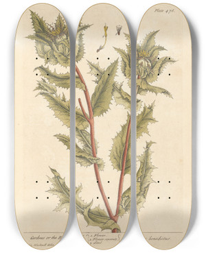 Triptych art skateboard deck of Elizabeth Blackwell Carduus Or The Blessed Thistle by Elizabeth Blackwell (1707-1758)