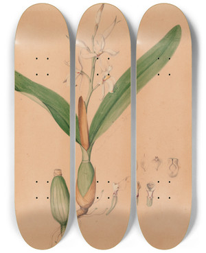Triptych art skateboard deck of Joo Barbosa Rodrigues Iconographie Des Orchidees Du Bresil Pl15 by Joao Barbosa Rodrigues (1842-1909)