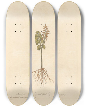 Triptych art skateboard deck of Elizabeth Blackwell Moonwort by Elizabeth Blackwell (1707-1758)
