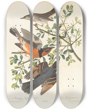 Triptych art skateboard deck of John James Audubon 1 Mountain Mocking Bird Male 2 3 Varied Thrush Male Female by John James Audubon (1785-1851)