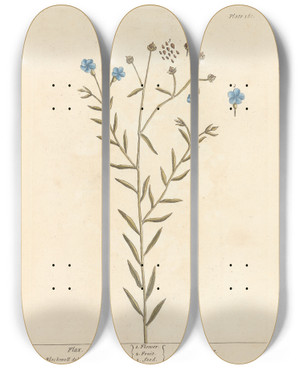 Triptych art skateboard deck of Elizabeth Blackwell Flax by Elizabeth Blackwell (1707-1758)