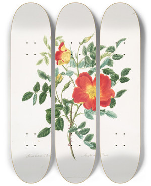 Triptych art skateboard deck of Mary Lawrance Rosa Luteabicolor by Mary Lawrance (1776-1831)
