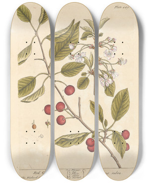 Triptych art skateboard deck of Elizabeth Blackwell Red Cherry by Elizabeth Blackwell (1707-1758)