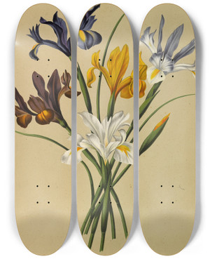 Triptych art skateboard deck of Arentina Hendrica Arendsen Iris Xiphium Iris Hispanica by Arentina Hendrica Arendsen (1836-1915)