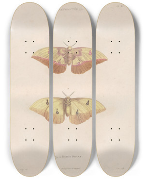 Triptych art skateboard deck of Jean Gabriel Pretre Insectes Recueillis En Afrique Et En Amrique Pl84 by Jean Gabriel Pretre (1768-1849)