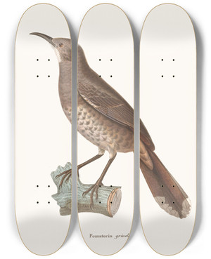 Triptych art skateboard deck of Coenraad Jacob Temminck Pomatorin Grivele by Coenraad Jacob Temminck (1778-1858)