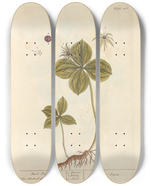 Triptych art skateboard deck of Elizabeth Blackwell Herb Paris by Elizabeth Blackwell (1707-1758)