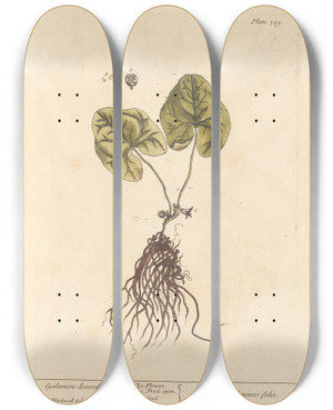 Triptych art skateboard deck of Elizabeth Blackwell Cyclamenleaved Asarum by Elizabeth Blackwell (1707-1758)