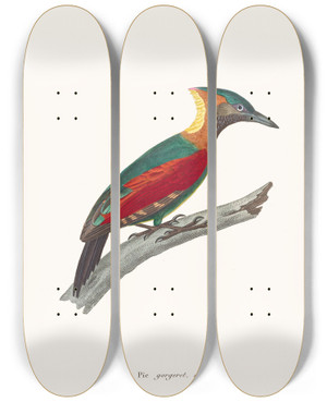 Triptych art skateboard deck of Coenraad Jacob Temminck Pic Gorgeret by Coenraad Jacob Temminck (1778-1858)