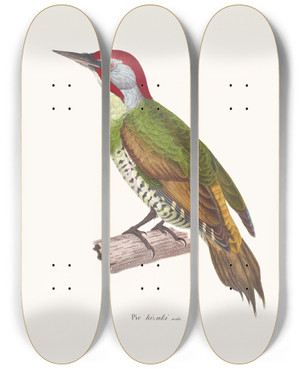 Triptych art skateboard deck of Coenraad Jacob Temminck Pic Kizuki by Coenraad Jacob Temminck (1778-1858)