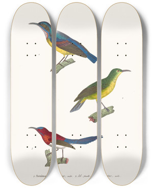 Triptych art skateboard deck of Coenraad Jacob Temminck Souimanga Gracieux by Coenraad Jacob Temminck (1778-1858)