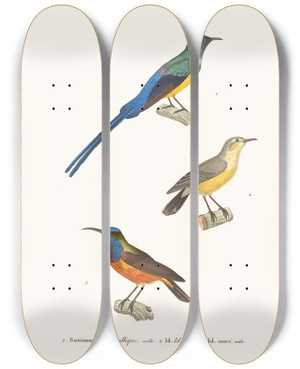 Triptych art skateboard deck of Coenraad Jacob Temminck Souimanga Mtallique by Coenraad Jacob Temminck (1778-1858)