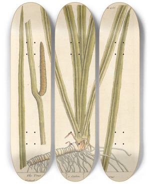 Triptych art skateboard deck of Elizabeth Blackwell The True Acorus by Elizabeth Blackwell (1707-1758) Triptych art skateboard deck of Elizabeth Blackwell The True Acorus by Elizabeth Blackwell (1707-1758)