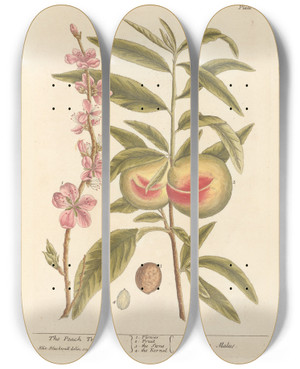 Triptych art skateboard deck of Elizabeth Blackwell The Peach Tree by Elizabeth Blackwell (1707-1758)