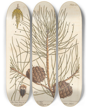 Triptych art skateboard deck of Elizabeth Blackwell The Pine Tree Or Manurd Pine by Elizabeth Blackwell (1707-1758)