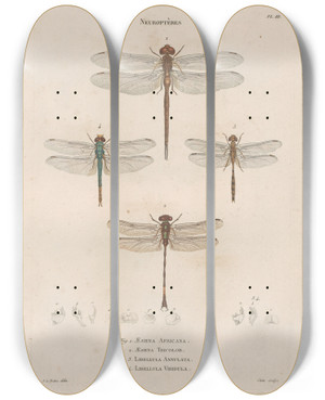 Triptych art skateboard deck of Jean Gabriel Pretre Insectes Recueillis En Afrique Et En Amrique Pl62 by Jean Gabriel Pretre (1768-1849)
