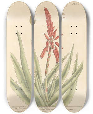 Triptych art skateboard deck of Elizabeth Blackwell The Succotrine Aloe by Elizabeth Blackwell (1707-1758)