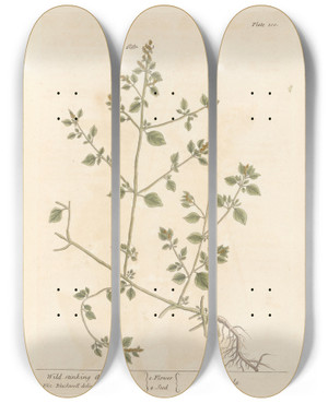 Triptych art skateboard deck of Elizabeth Blackwell Wild Stinking Arrach by Elizabeth Blackwell (1707-1758)