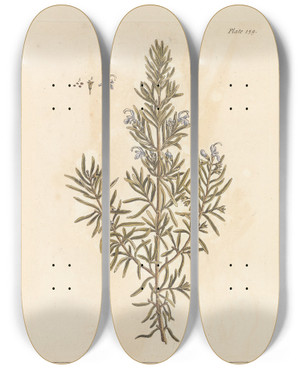 Triptych art skateboard deck of Elizabeth Blackwell Rosemary by Elizabeth Blackwell (1707-1758)