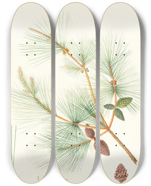 Triptych art skateboard deck of Aylmer Bourke Lambert Pinus Sinensis Chinese Pine by Aylmer Bourke Lambert (1761-1842)