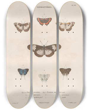 Triptych art skateboard deck of Jean Gabriel Pretre Insectes Recueillis En Afrique Et En Amrique Pl83 by Jean Gabriel Pretre (1768-1849)