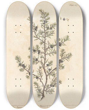 Triptych art skateboard deck of Elizabeth Blackwell The Juniper Tree by Elizabeth Blackwell (1707-1758)