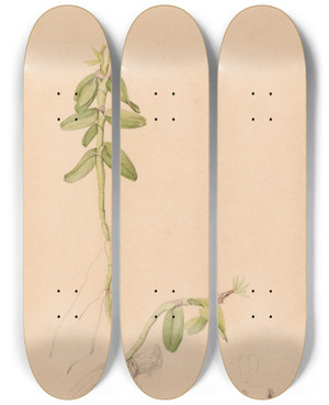 Triptych art skateboard deck of Joo Barbosa Rodrigues Iconographie Des Orchidees Du Bresil Pl43 by Joao Barbosa Rodrigues (1842-1909)
