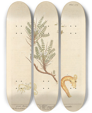 Triptych art skateboard deck of Elizabeth Blackwell Goatsthorn by Elizabeth Blackwell (1707-1758)
