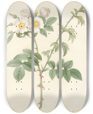 Triptych art skateboard deck of Pierre Joseph Redout Rosa Leucantha by Pierre Joseph Redoute (1759-1840)