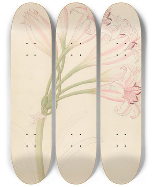 Triptych art skateboard deck of Clemenz Heinrich Wehdemann Amarillis Crinum Lineare by Clemenz Heinrich Wehdemann (1762-1835)