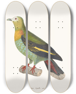 Triptych art skateboard deck of Coenraad Jacob Temminck Colombar Capelle by Coenraad Jacob Temminck (1778-1858)